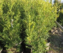 Ilex crenata 'Green Hedge'