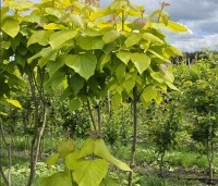 Catalpa bignonioides 'Aurea' - Gouden trompetboom - 6