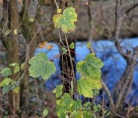 Acer pseudoplatanus - Gewone esdoorn - herfst