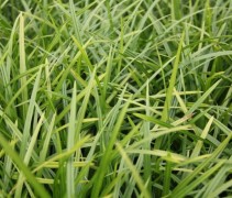 Japanse zegge 'Irish Green' sterk en zelfs ook bloeiend gras