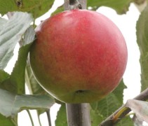 Malus domestica 'Ecolette'
