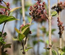 Syringa macrophylla Superba