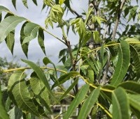 Carya illinoinensis 'Choctaw' - Pecan boom - 1