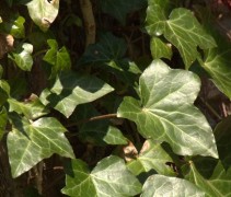 Hedera hibernica