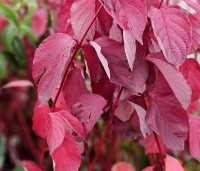 Cornus alba 'Sibirica' - Kornoelje 'Sibirica' - herfst