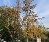Larix kaempferi - Japanse Lariks - 2