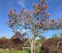 Magnolia 'Betty' - Magnolia 'Betty' - 4