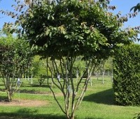 Parrotia persica - Perzisch IJzerhout - 2