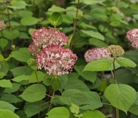Hydrangea arborescens 'Invincibelle' - Hortensia Invincibelle (Pink Annabelle) - 1