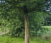 Carpinus betulus - Haagbeuk - 2