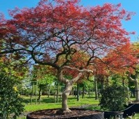 Acer palmatum 'Garnet' - Japanse esdoorn 'Garnet' - 2