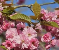 Prunus serrulata 'Kanzan' - Sierkers, kanzan - 1