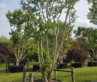 Heptacodium miconioides - Zevenzonenboom - 6