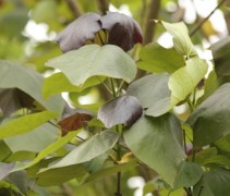 Catalpa purpurea