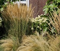 Calamagrostis x acutiflora 'Karl Foerster' - Struisriet 'Karl Foerster' - 6