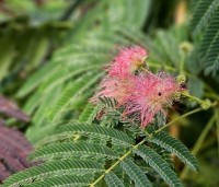 Albizia julibrissin - Perzische slaapboom - 1
