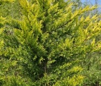 Cupressocyparis l. 'Gold Rider' - Leylandcypres 'Gold Rider'  - 2