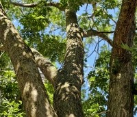 Sophora japonica - Honingboom - 7