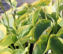 Bij vakbeplanting zijn groepjes Hosta fraaier dan verspreiding door uw tuin met hier en daar een losse plant