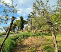 Olea  Olijfboom