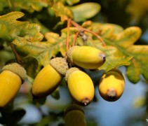Quercus cerris