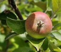 Malus dom. 'Gloster' - Malus dom. 'Gloster' - 1