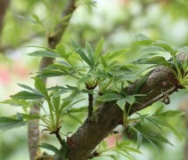 Aesculus Digitata