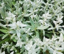 Cerastium tomentosum
