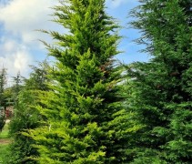 Cupressocyparis leylandii 'Gold Rider'