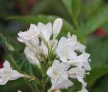 Weigela Candida