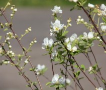 Exochorda 'Niagara'