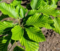 Fagus sylvatica 'Striata'