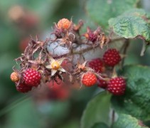 Ribes Phoenicolasius