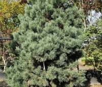 Pinus sylvestris 'Watereri' - Dwerg grove den 'Watereri' - 1