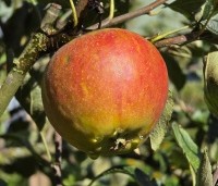 Malus dom. 'Cox Orange Pippin' - Malus 'Cox' - 2