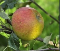 Malus dom. 'Cox Orange Pippin' - Malus 'Cox' - 3