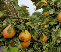 Pyrus com. 'Gieser Wildeman"  - Pyrus com. 'Gieser Wildeman"  - 1