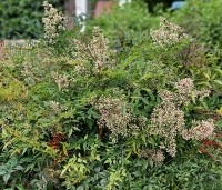Nandina domestica - Hemelse bamboe - 2