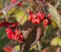 Viburnum opulus - Gelderse Roos - 1
