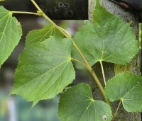 Tilia mongolica 'Buda' - Mongoolse Lindeboom - 3