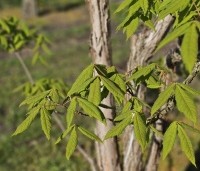 Acer triflorum - Driebloemige esdoorn - jong blad in mei
