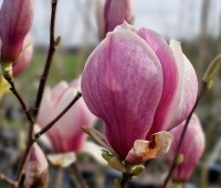 Magnolia soulangeana 'Lennei' - Beverboom - 1