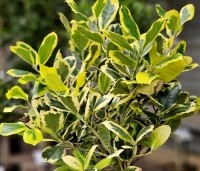 Ilex Altaclerensis 'Golden King' - Goudgele bonte hulst - 1