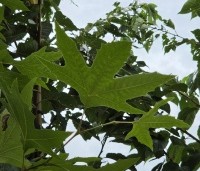 Platanus orientalis 'Minaret' - Oosterse plataan  'Minaret' - 1