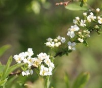 Spiraea x cinerea 'Grefsheim' - Spierstruik  'Grefsheim' - 5