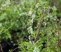 Spiraea x cinerea 'Grefsheim' - Spierstruik  'Grefsheim' - 4