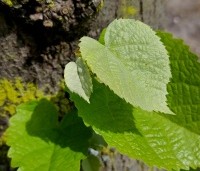 Tilia tomentosa - Zilverlinde - 6