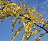 Gleditsia triacanthos 'Sunburst' - Valse christusdoorn - herfst