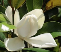 Magnolia grandiflora 'Galissonnière' met open bloem, foto gemaakt op onze kwekerij in Apeldoorn, Gelderland in juli 2020