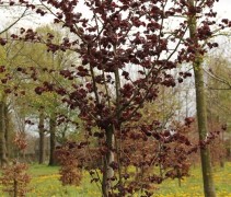 Roodbladige hazelnoot met blad